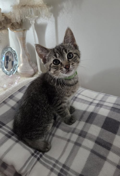 COMET - Tabby / Domestic Short Hair available for adoption