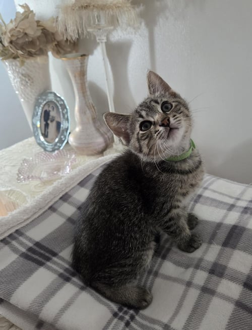 COMET - Tabby / Domestic Short Hair available for adoption