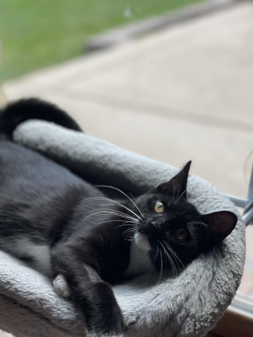 DUNK-A -ROO - Domestic Short Hair available for adoption