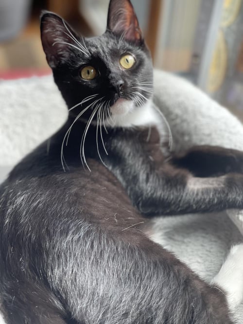 DUNK-A -ROO - Domestic Short Hair available for adoption