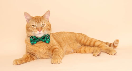 STEVE - Domestic Short Hair available for adoption