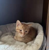 Milo - Photo 1
