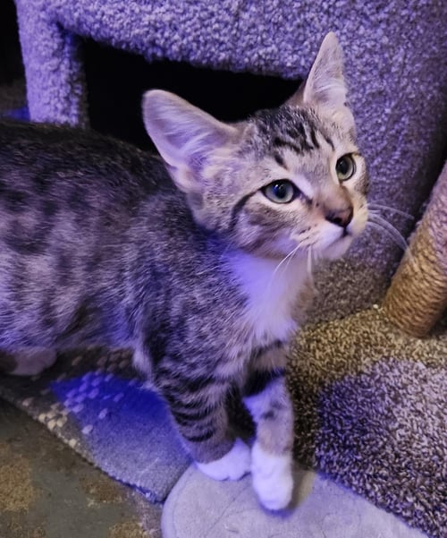 ROCKY - Domestic Short Hair / Tabby available for adoption