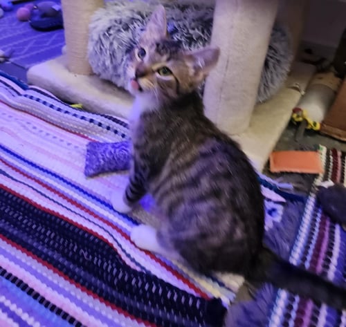 ROCKY - Domestic Short Hair / Tabby available for adoption