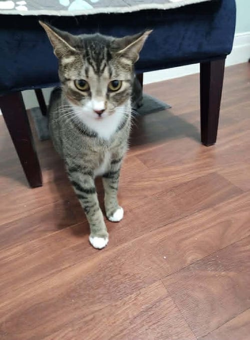 CHIP - Domestic Short Hair available for adoption