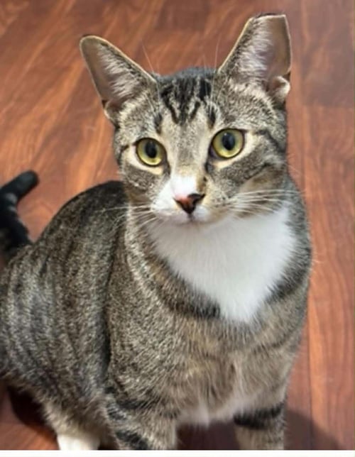 CHIP - Domestic Short Hair for adoption in Detroit
