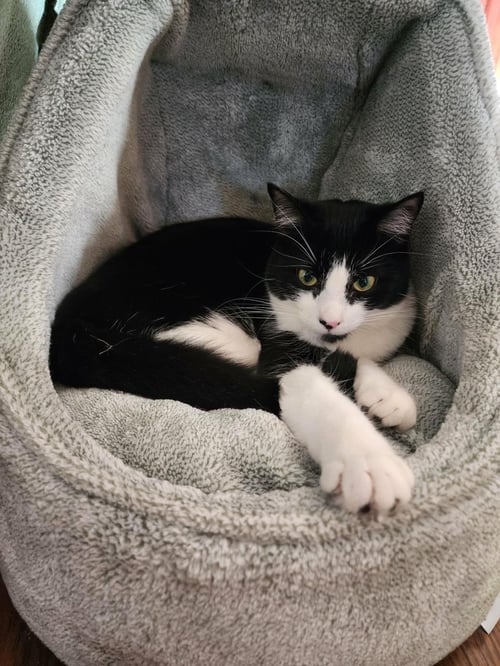 ROXY - Domestic Short Hair available for adoption