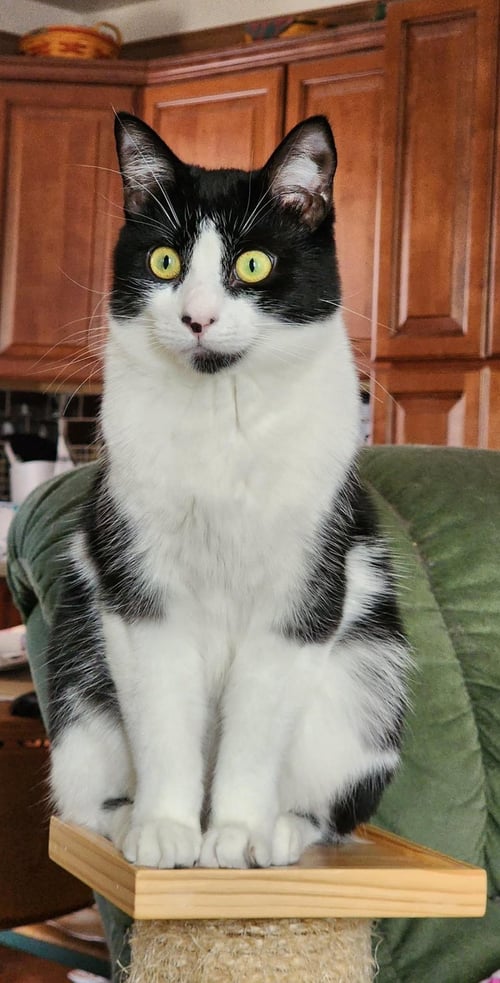ROXY - Domestic Short Hair available for adoption