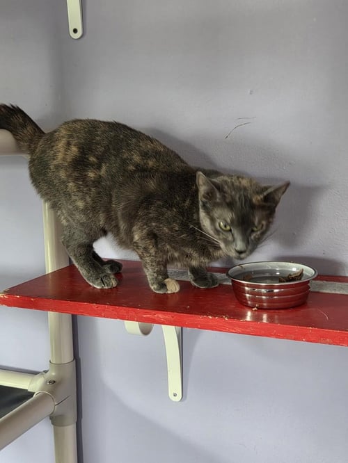 BUTTERS - Tortoiseshell available for adoption