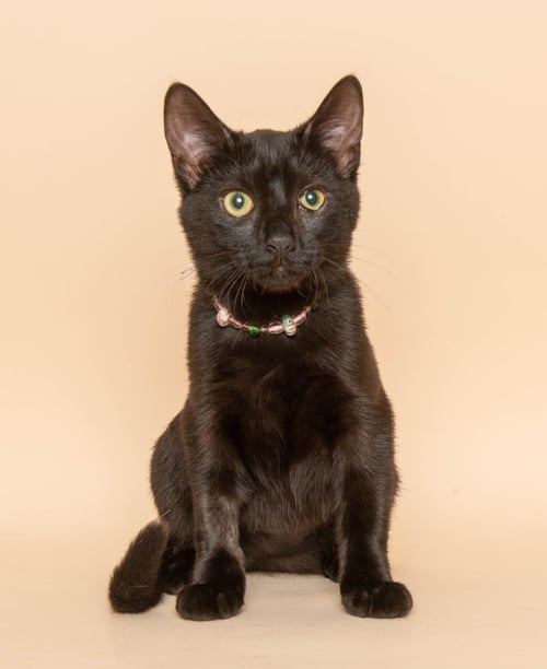 MACKA - Domestic Medium Hair available for adoption