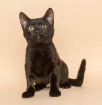 Macka - Photo 3