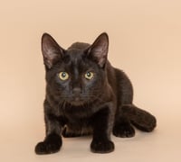 Macka - Photo 1