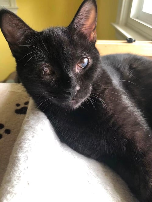 SWEET PEA - Domestic Short Hair for adoption in Detroit
