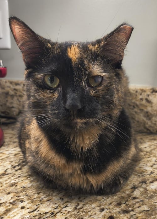 PAIGE - Tortoiseshell available for adoption