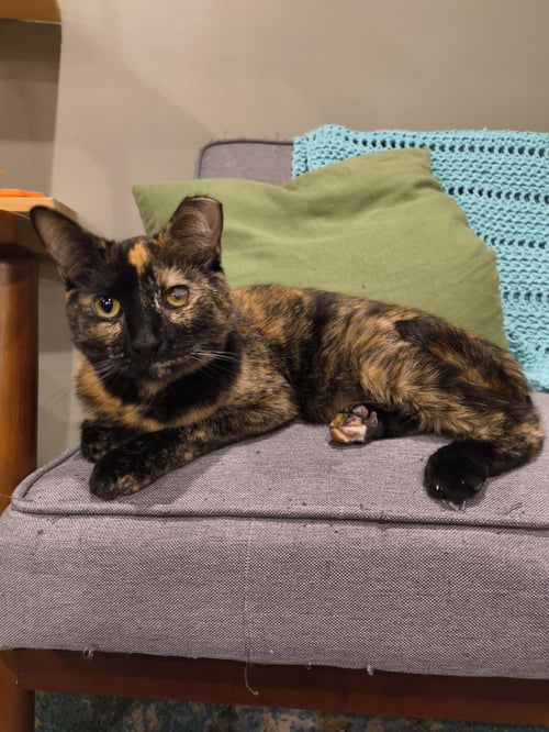 PAIGE - Tortoiseshell available for adoption
