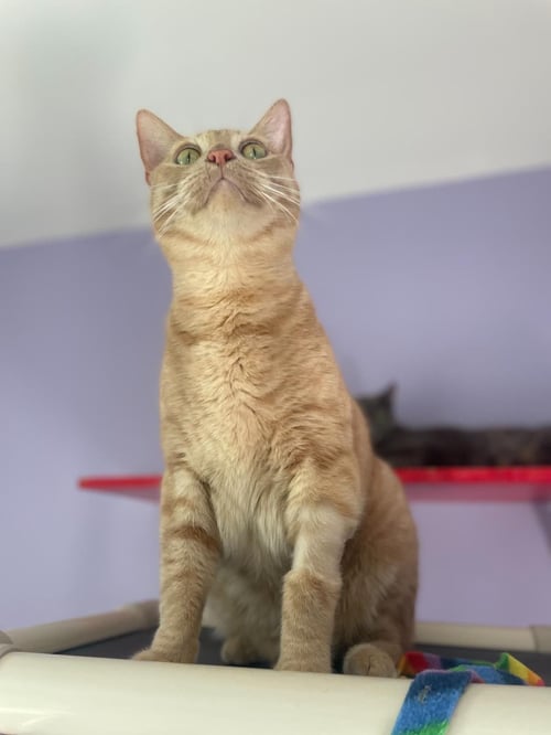 PRINCE - Domestic Short Hair / Tabby available for adoption