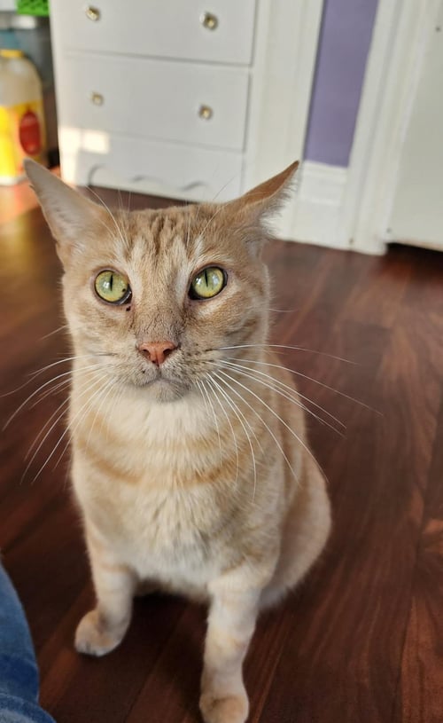 PRINCE - Domestic Short Hair / Tabby available for adoption