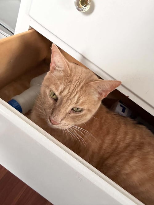 PRINCE - Domestic Short Hair / Tabby available for adoption