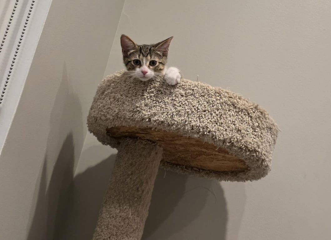 Toby Image