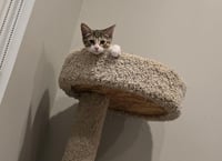 Toby - Photo 1