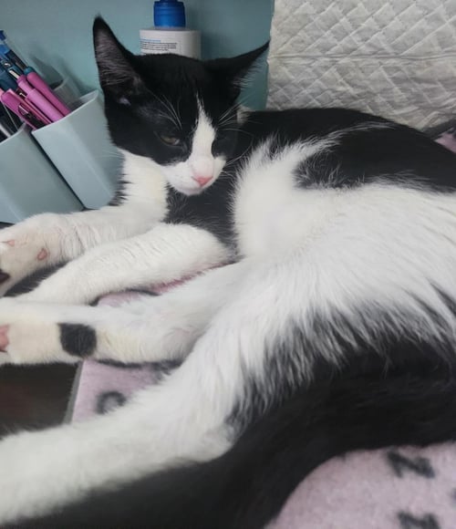 TEDDY - Domestic Short Hair available for adoption