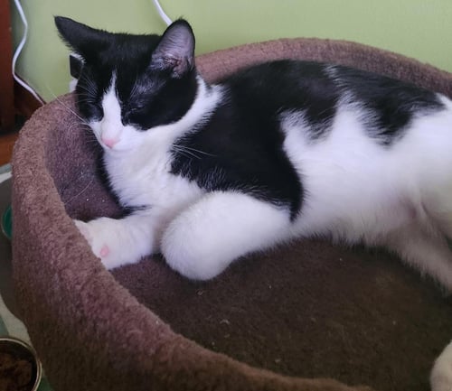 TEDDY - Domestic Short Hair available for adoption