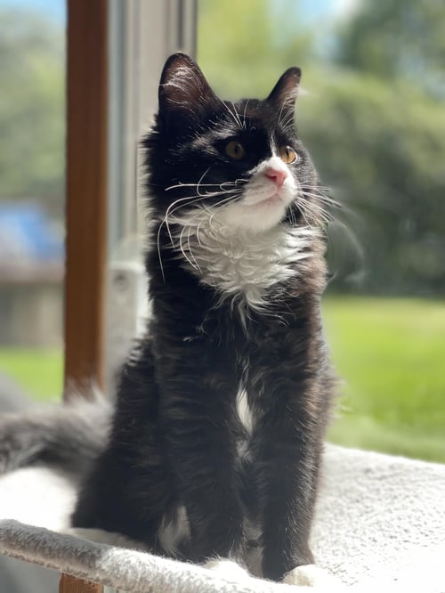 FURBY - Domestic Medium Hair available for adoption