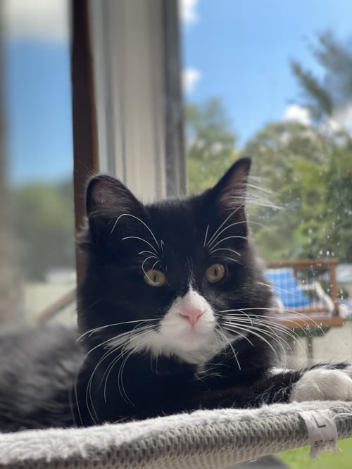FURBY - Domestic Medium Hair available for adoption