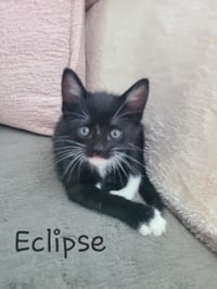 Eclipse - Photo 1
