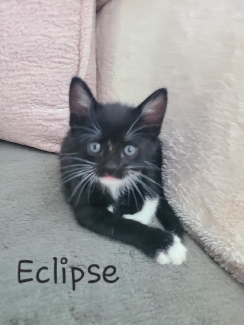 ECLIPSE - Domestic Short Hair / Tuxedo available for adoption