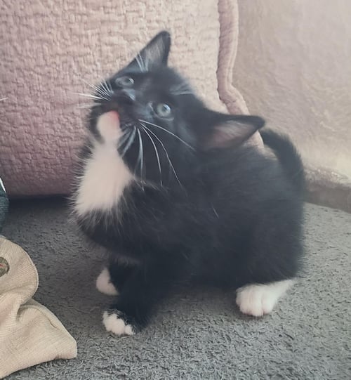 ECLIPSE - Domestic Short Hair / Tuxedo available for adoption