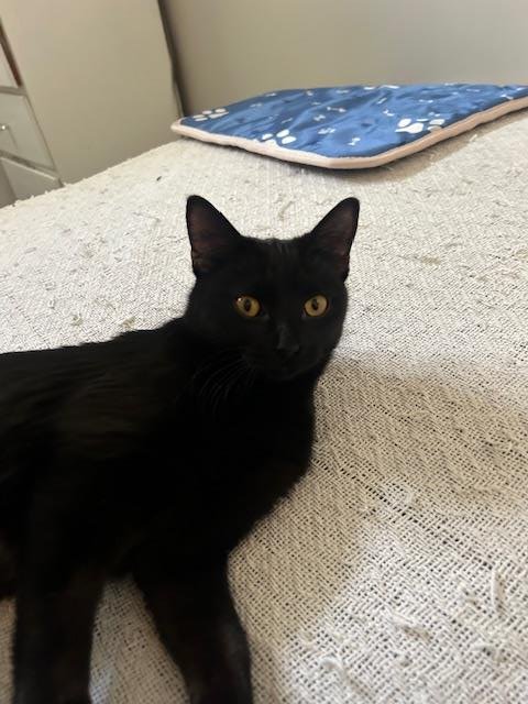 ACHILLIA - Domestic Short Hair available for adoption