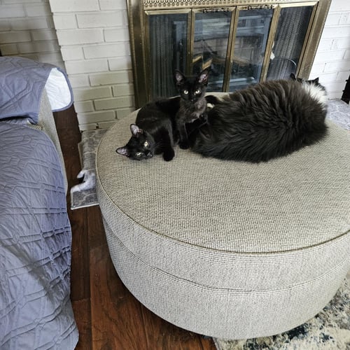 BUCKEY - Domestic Short Hair available for adoption