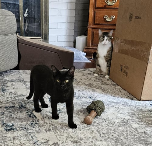 BUCKEY - Domestic Short Hair available for adoption