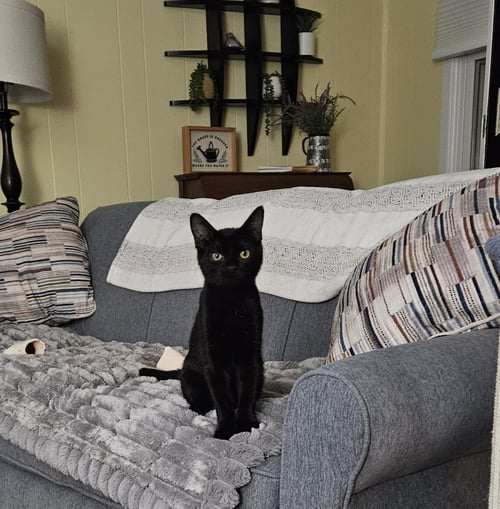 BUCKEY - Domestic Short Hair available for adoption