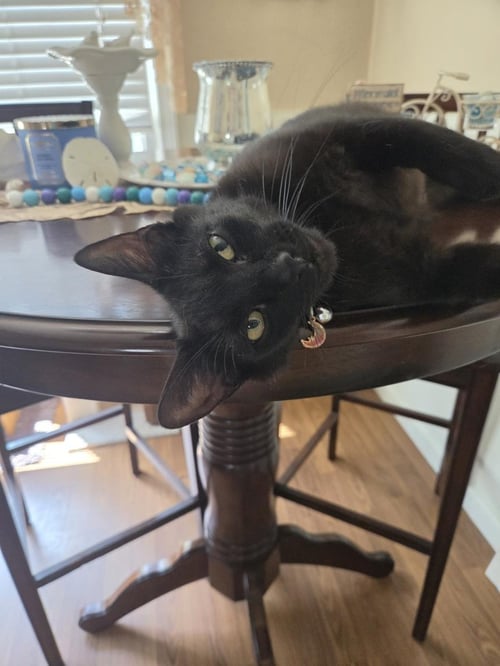 ESTELLA - Domestic Short Hair available for adoption