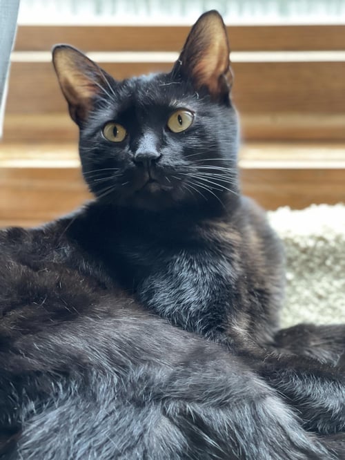 EASY BAKE OVEN EBO - Domestic Short Hair available for adoption