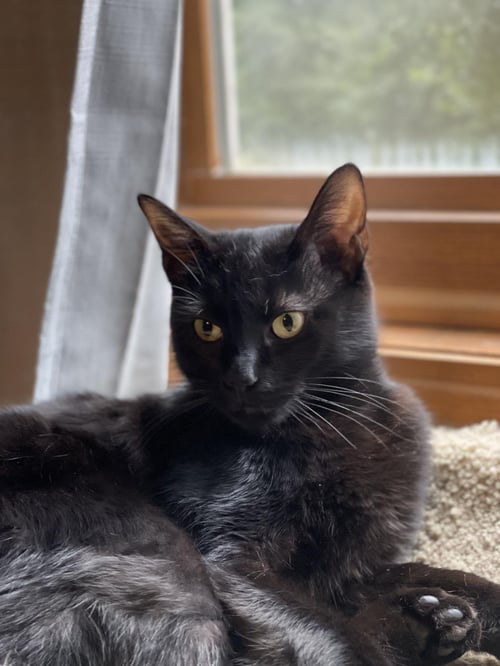 EASY BAKE OVEN EBO - Domestic Short Hair available for adoption
