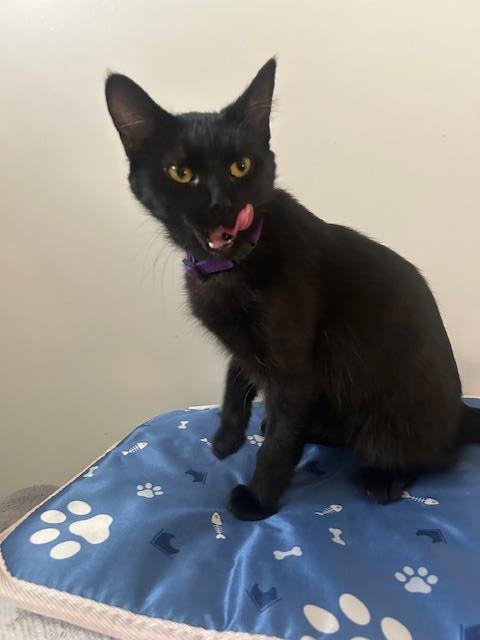 LINDSEY VONN - Domestic Short Hair available for adoption