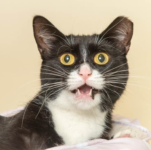 BERNADETTE BRUNSWICK - Domestic Short Hair available for adoption