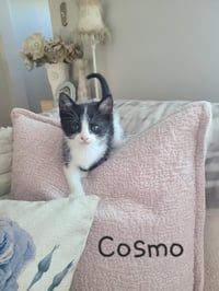 Cosmo - Photo 1