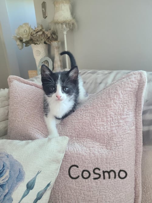 COSMO - Domestic Short Hair available for adoption