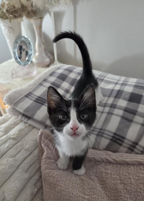 COSMO - Domestic Short Hair available for adoption