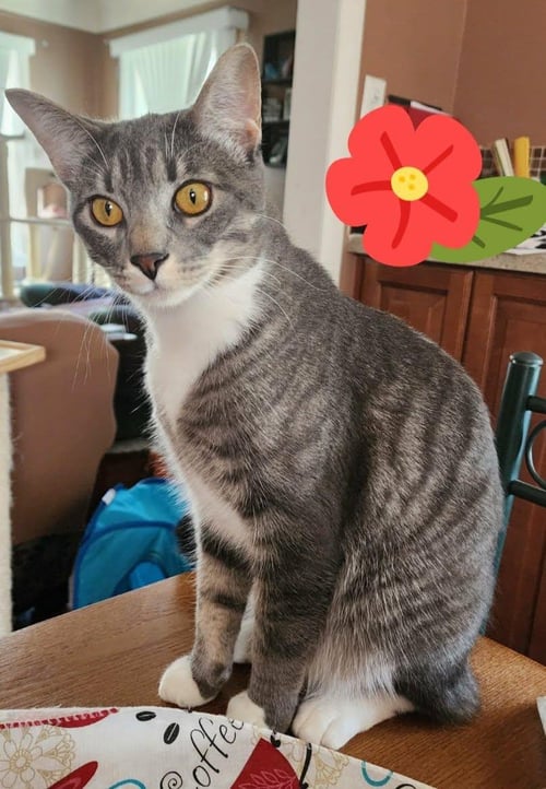 CHELSEA - Domestic Short Hair available for adoption