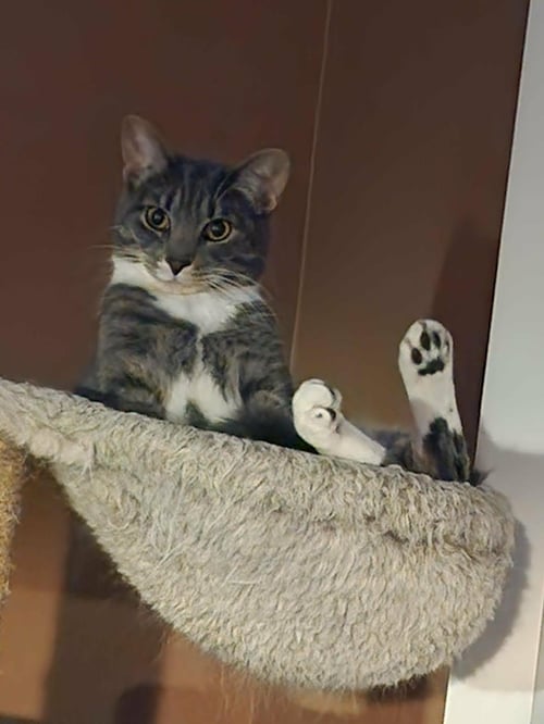 CHELSEA - Domestic Short Hair for adoption in Detroit