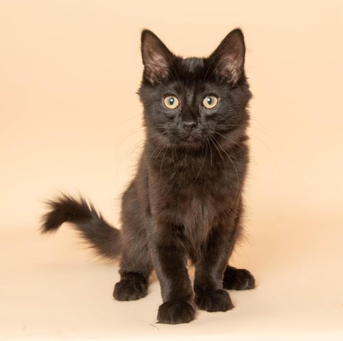 NYE - Domestic Long Hair available for adoption