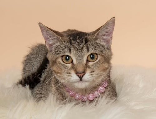 PHOENIX - Domestic Short Hair / Tabby available for adoption