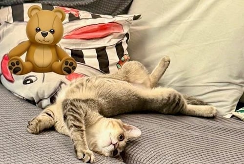 PHOENIX - Domestic Short Hair / Tabby available for adoption
