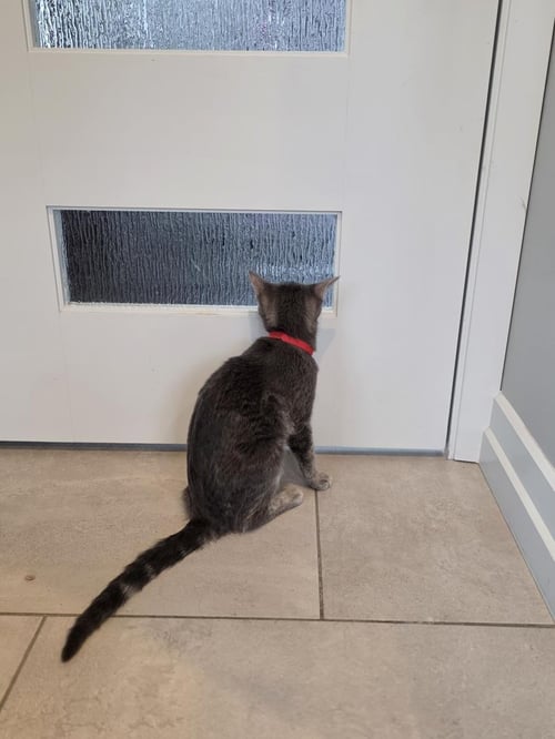 FALIN - Domestic Short Hair / Tabby available for adoption