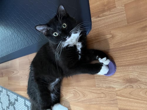 NIGEL - Domestic Long Hair / Tuxedo for adoption in Detroit